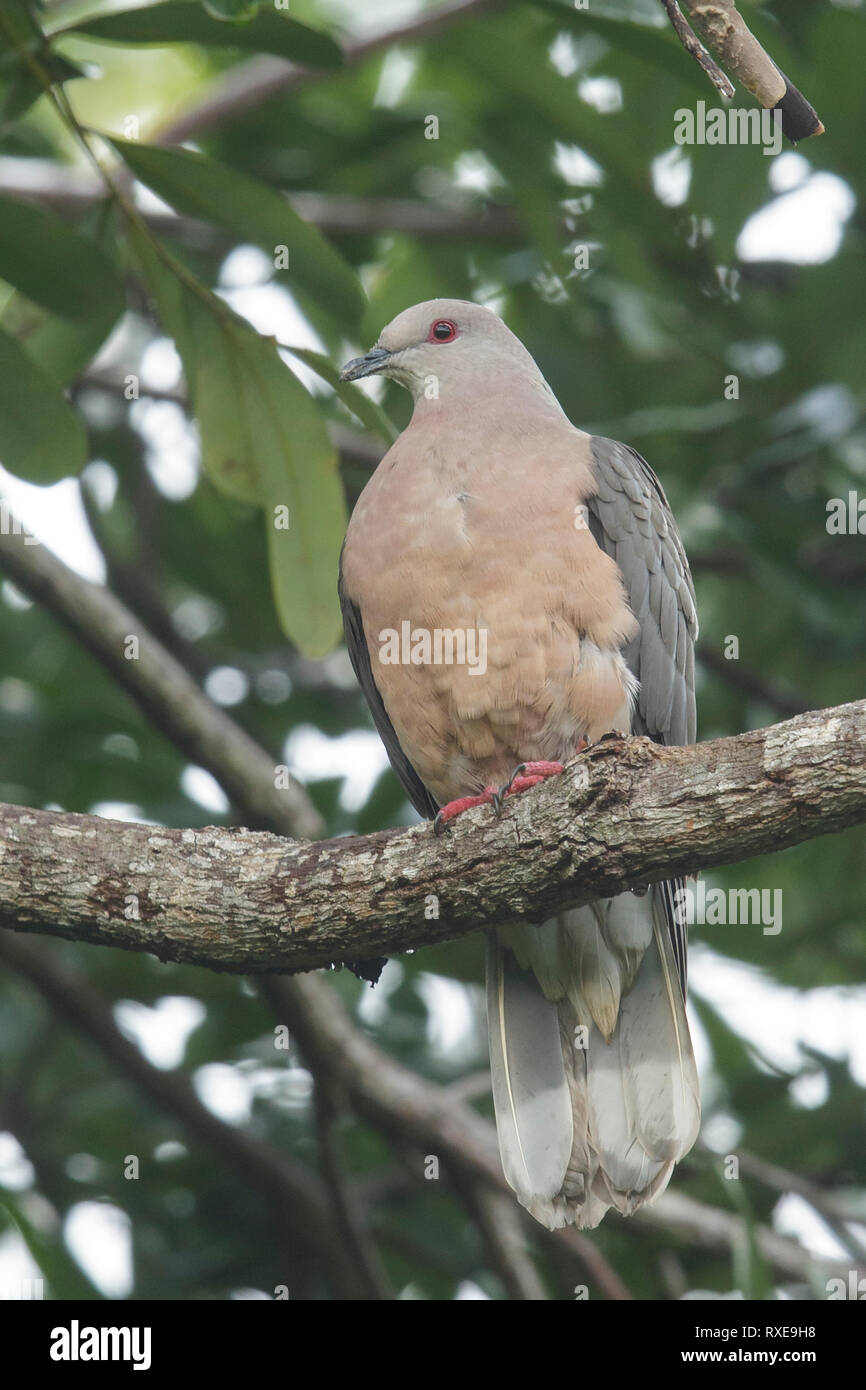 Ring-tailed Pigeon (Patagioenas caribaea) perched on a branch in Jamaica in the Caribbean. Stock Photo