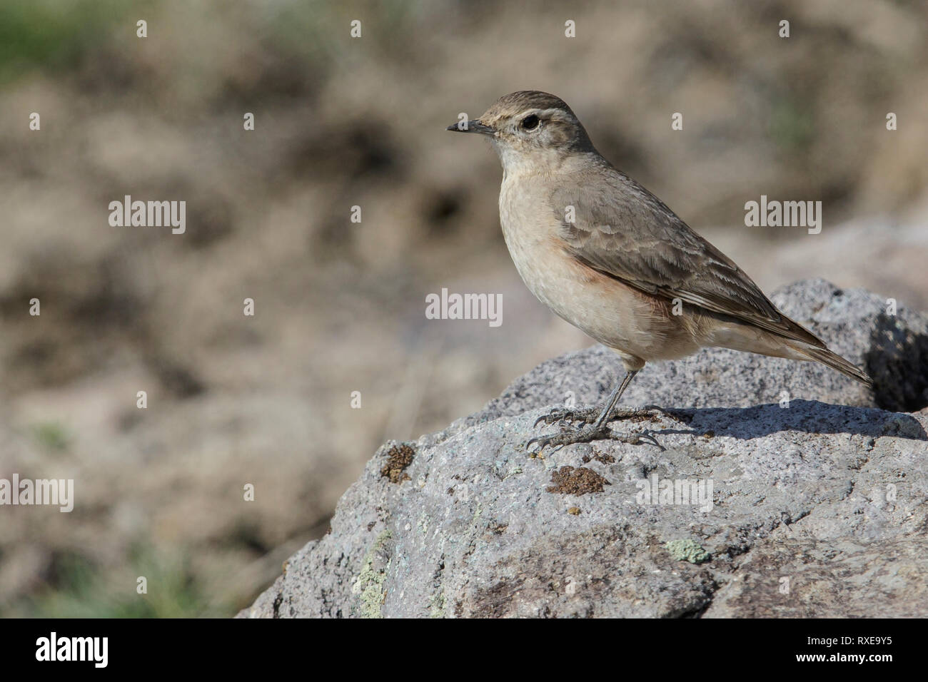Rufous-banded Miner (Geositta rufipennis) perched on a rock in Chile. Stock Photo