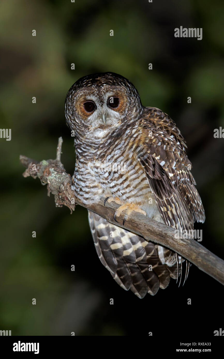 Rufous-legged Owl, Strix rufipes perched on a branch in Chile Stock Photo