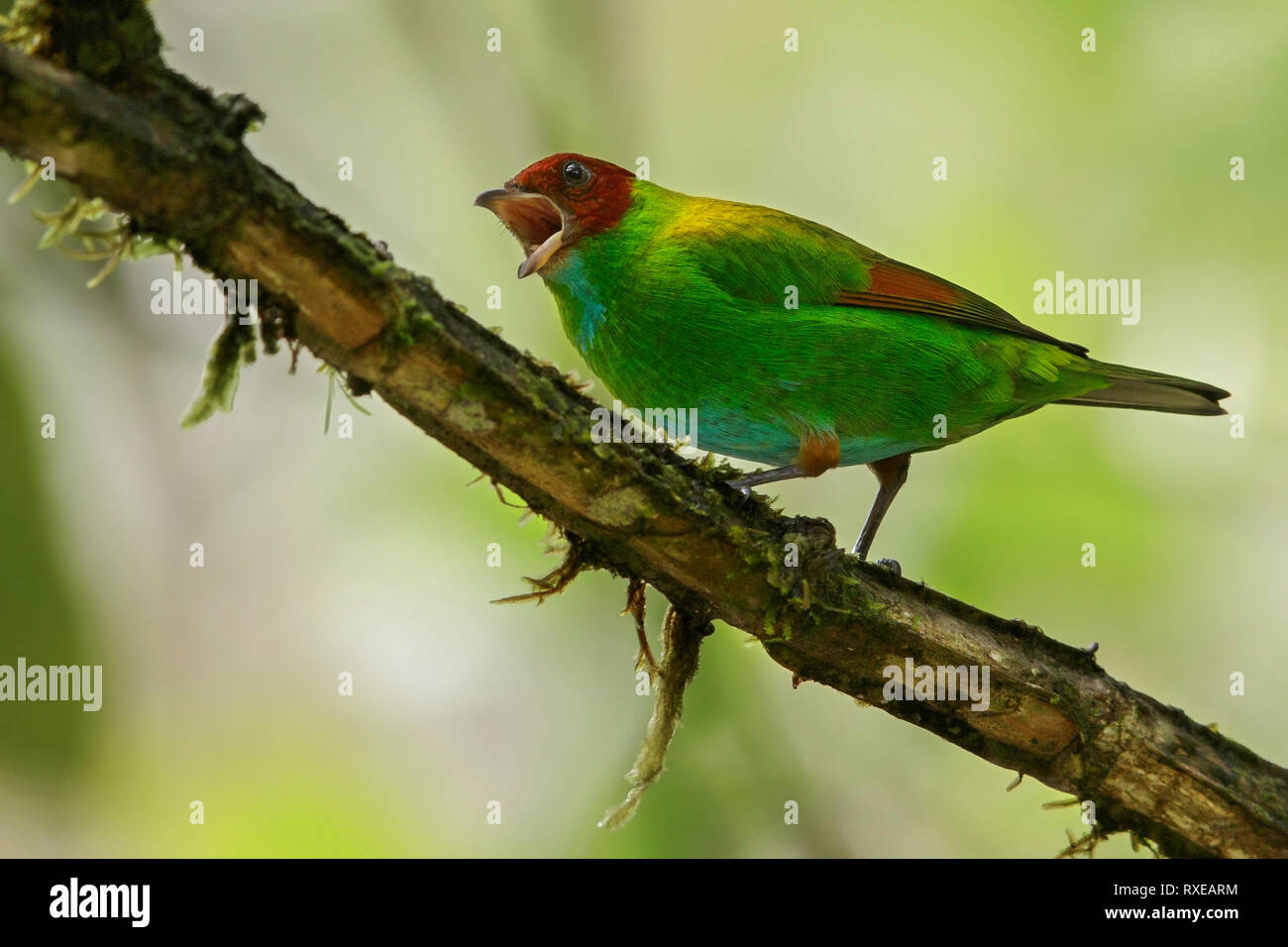 Rufous-winged Tanager (Tangara lavinia) perched on a branch in the Andes mountains of Colombia. Stock Photo