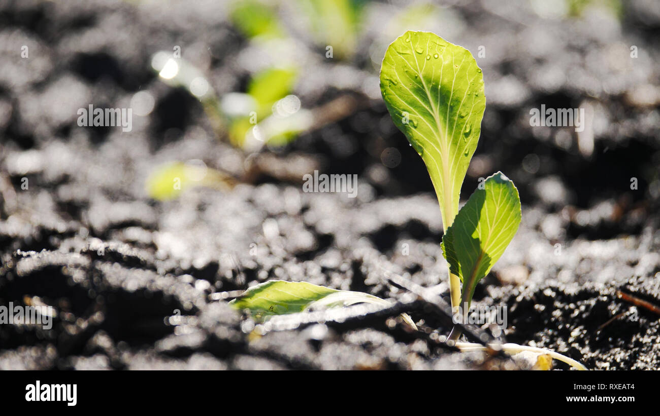 Green shoots of seedlings appear from the soil in the countryside Stock ...