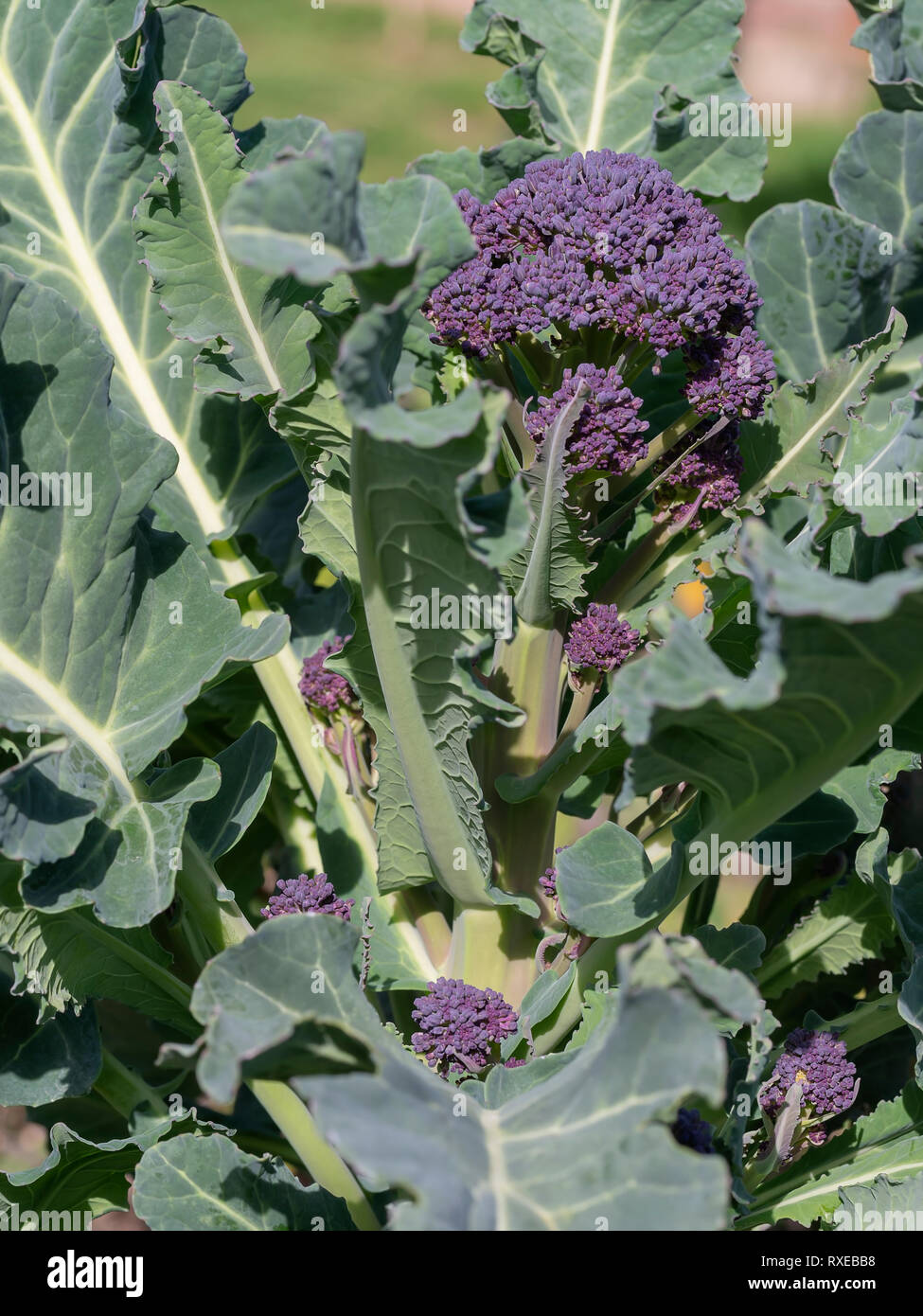 Purple Sprouting Broccoli plant in my garden. Healthy home grown vegetable in spring sunshine. Stock Photo