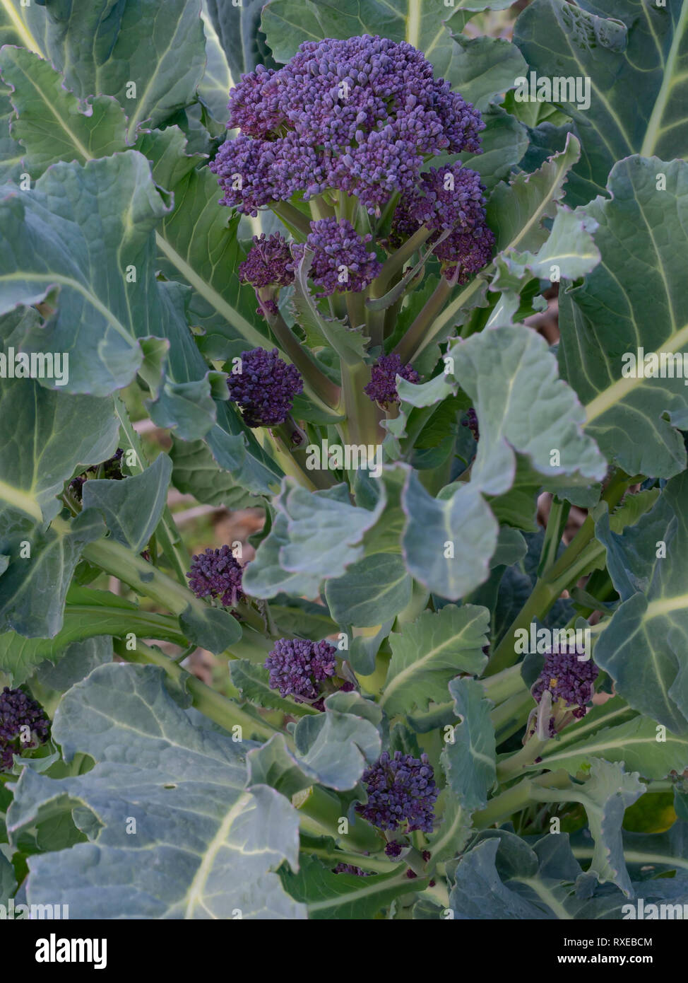 Purple Sprouting Broccoli plant in my garden. Healthy home grown early spring vegetable. Stock Photo