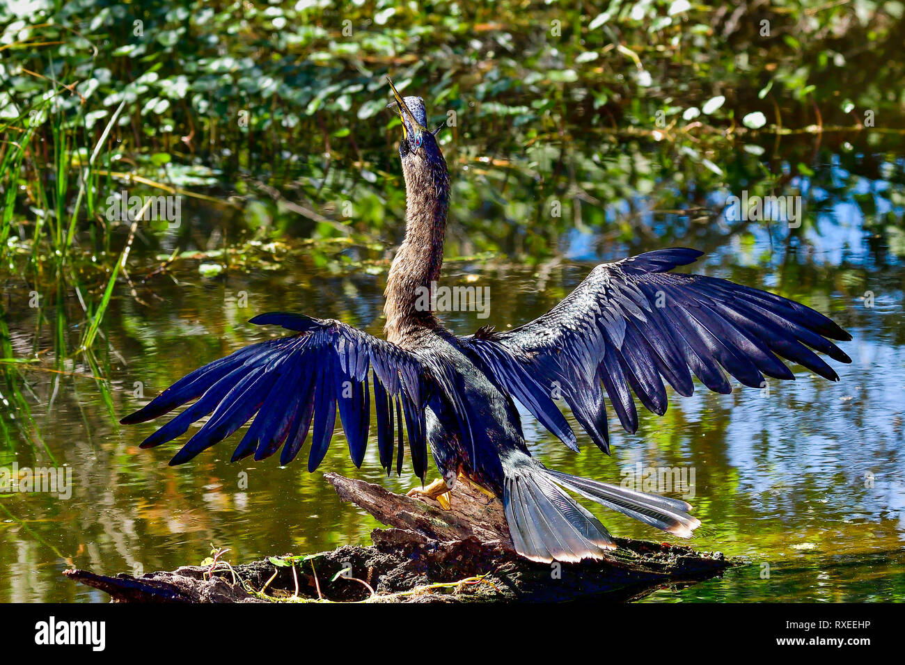Marsh swallow hi-res stock photography and images - Alamy