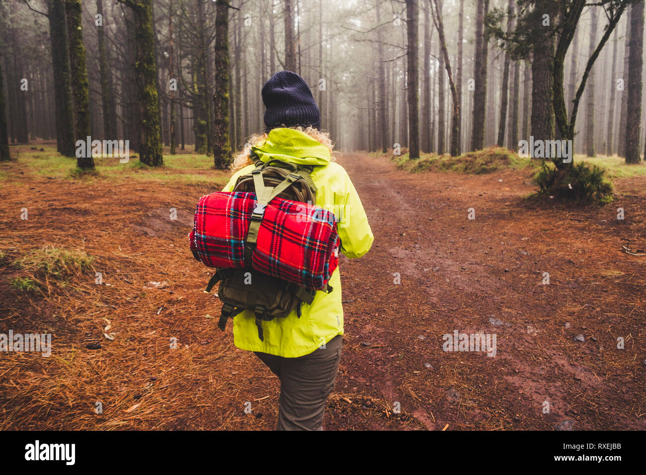 Rear view of people walking in the pine forest. Winter cold time. Wooden and fog Stock Photo