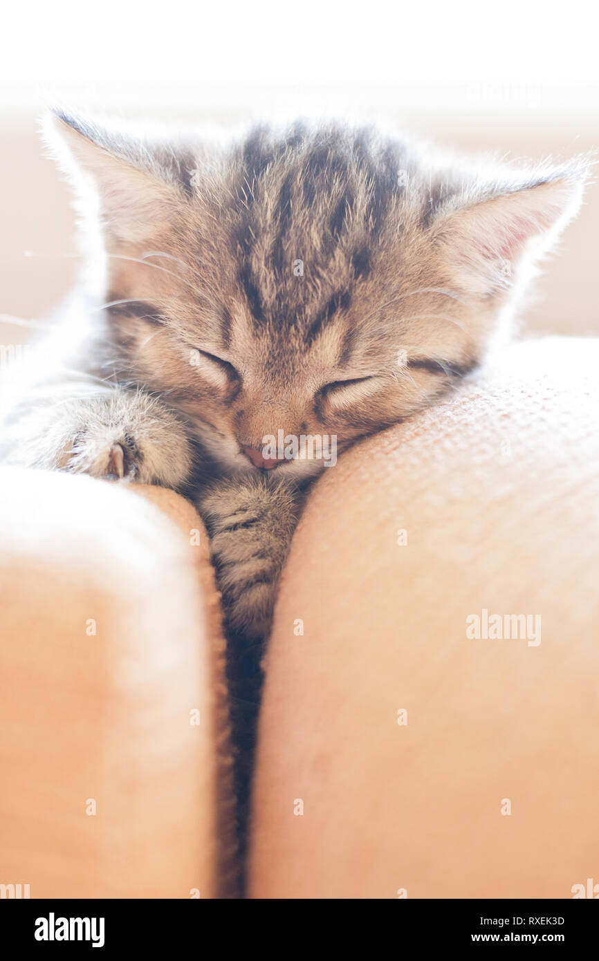 Portrait of adorable sleeping kitten lying on sofa with cute paws. Baby animal. Stock Photo