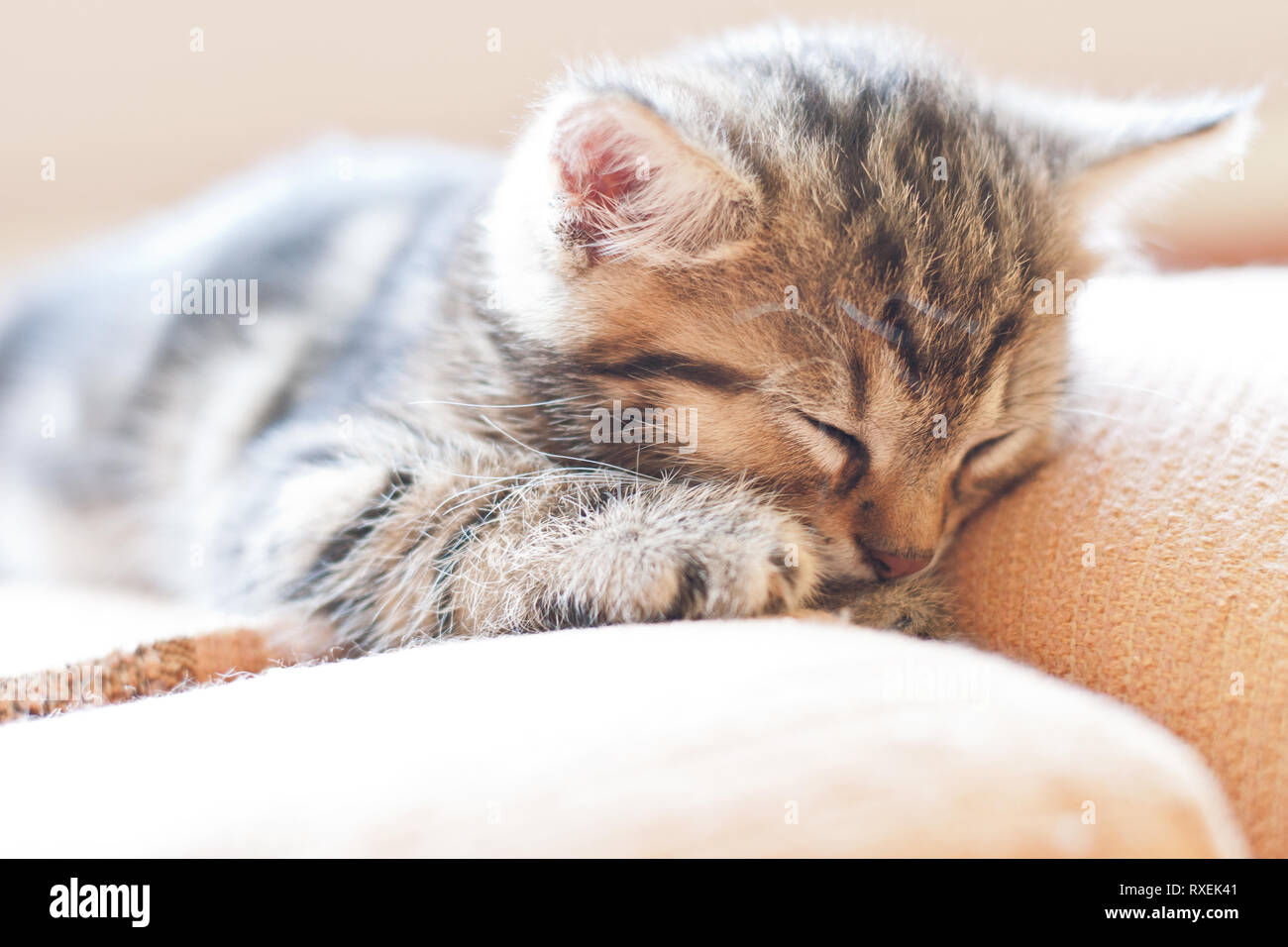 Sweet small cat is sleeping on sofa. Cute kitten portrait. Stock Photo