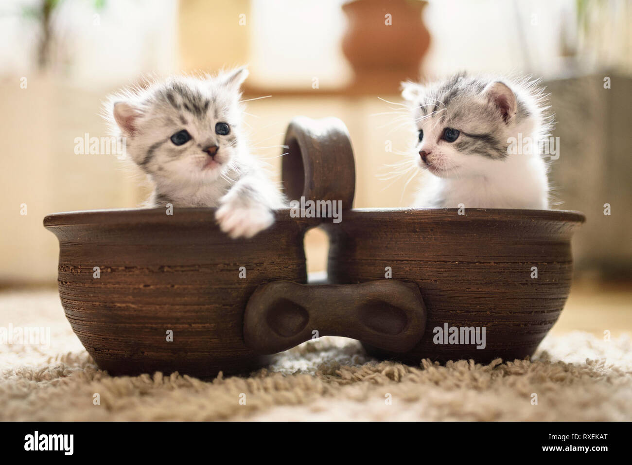 Adorable two kittens are sitting in flowerpot and look curious in different sides. Stock Photo