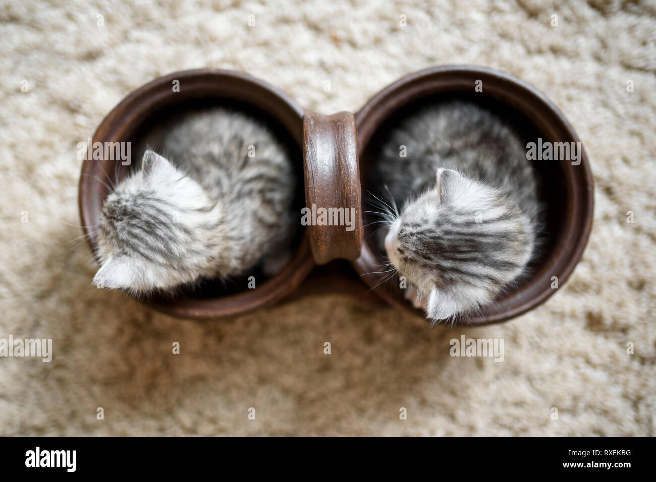 Top view on two cute and small white grey kittens in small brown pot, looking in the same direction. Stock Photo