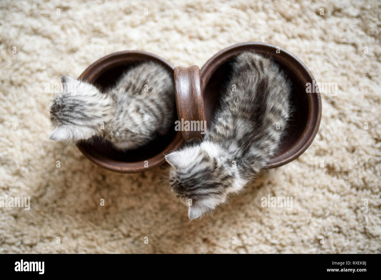 Top view on two white grey kittens in a brown pot with view on theirs head and cute little ears. Stock Photo