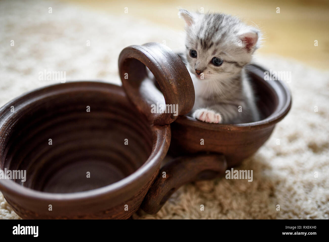 Cute small white grey cat sitting in empty brown pot. Stock Photo