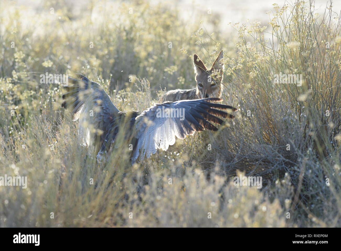 Jackal and Hawk, Kgalagadi Transfrontier Park, Namibia Stock Photo