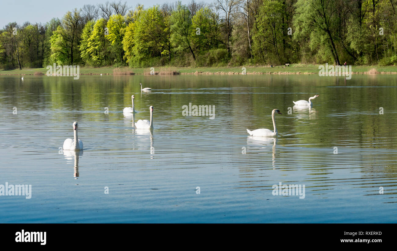 Swans on the calm lake Stock Photo