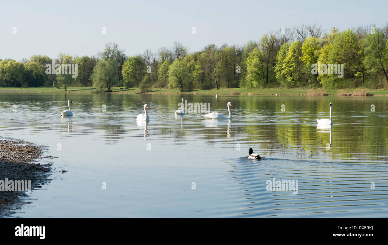 Swans on the calm lake Stock Photo
