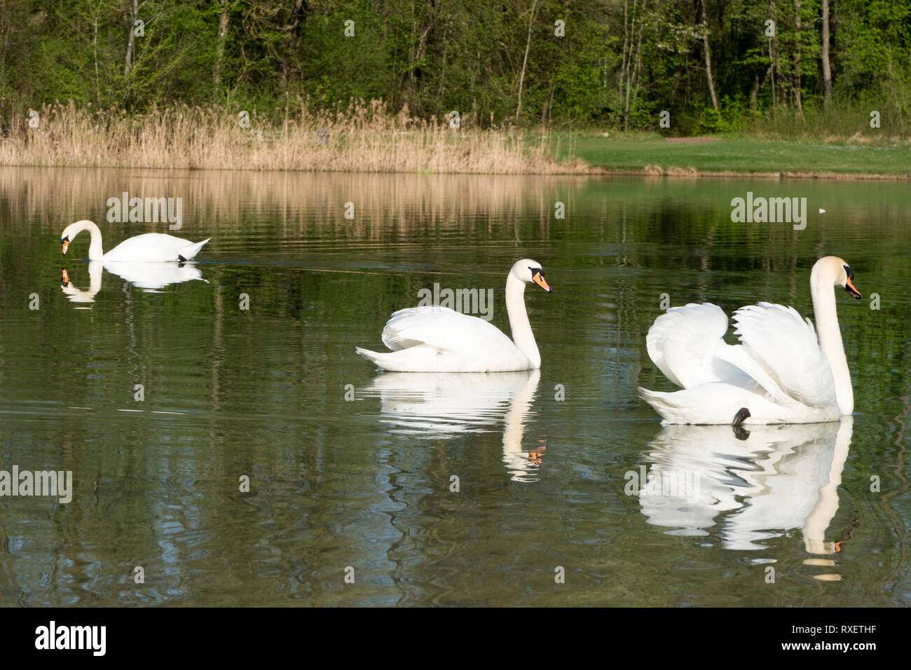 Three swans swimming on a lake Stock Photo