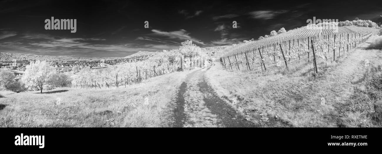 White vineyard with vines and trees in black and white infrared panoramic Stock Photo