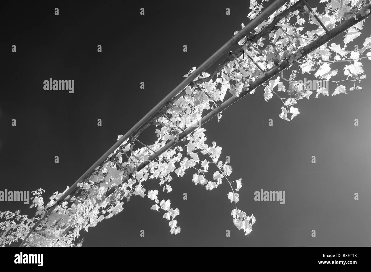 Tendril Black and White Stock Photos & Images - Alamy