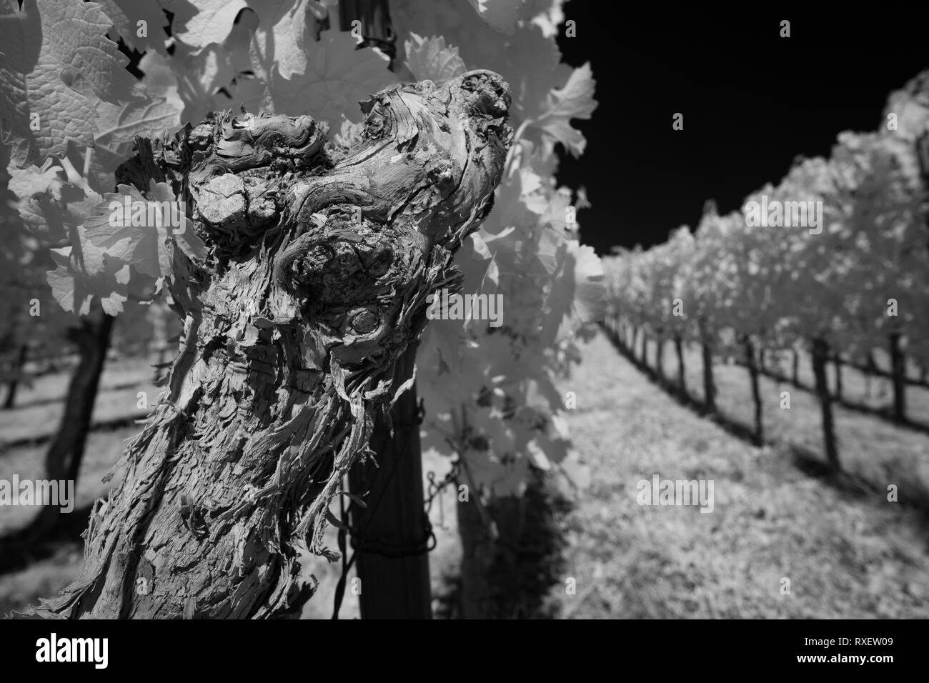 Gnarled vine with bark in black and white infrared vineyard Stock Photo