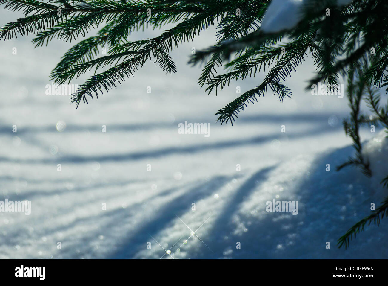 March snow glitters Stock Photo