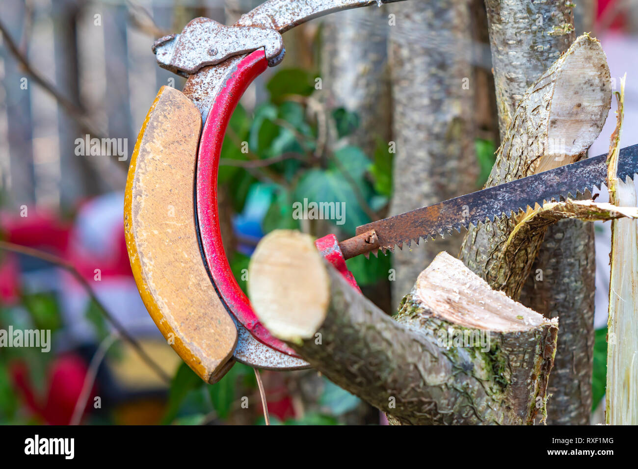 Detail of a saw cutting a young tree for the garden care. Stock Photo