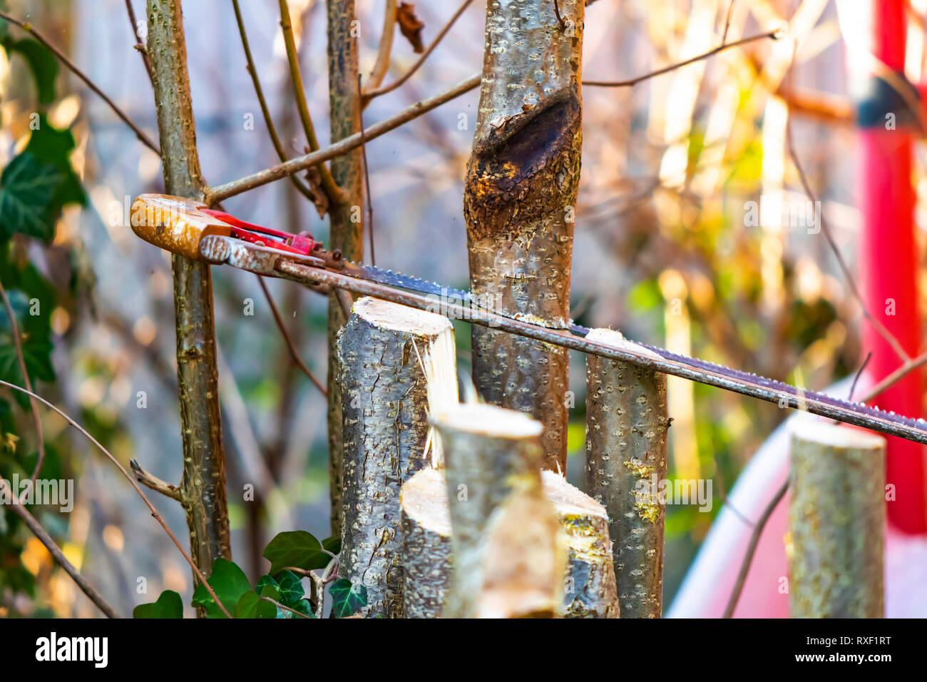 Detail of a saw cutting a young tree for the garden care. Stock Photo