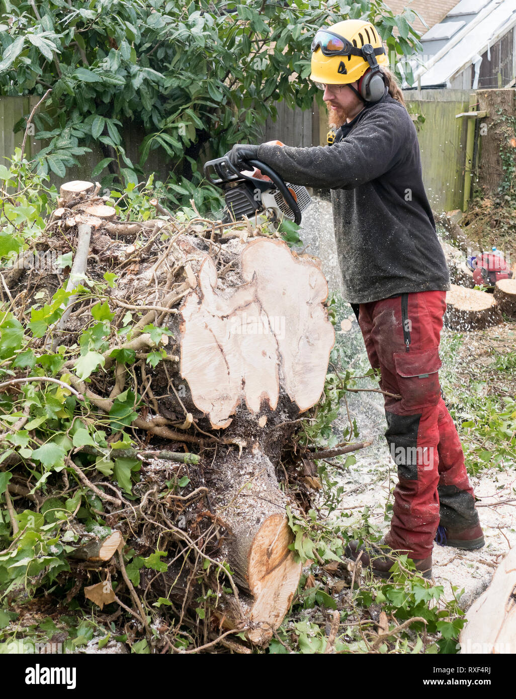 Arborist or Tree Surgeon cutting up a tree using a chainsaw.The tree ...
