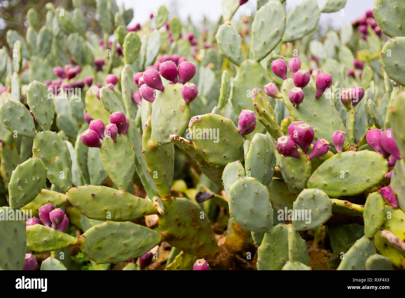 Cyprus cactus hi-res stock photography and images - Alamy