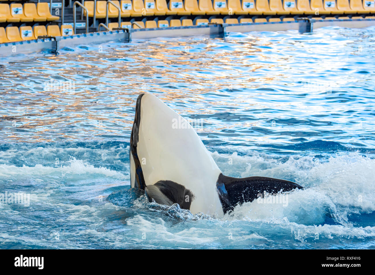 Detail of orca - the killer whale - swimming in large pool Stock Photo -  Alamy