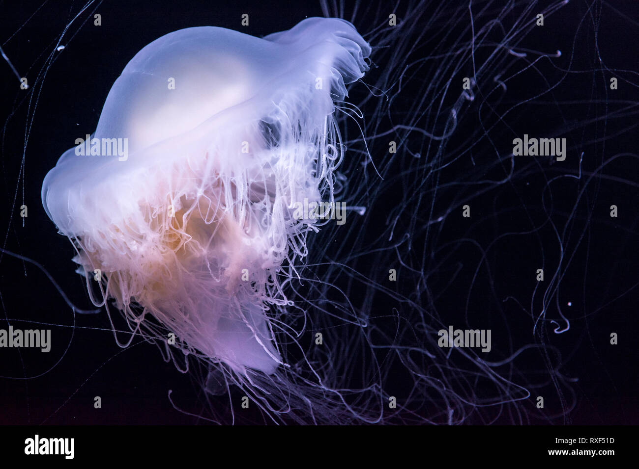 Spectaculary Spectaculary illuminated jelly fish swimming on black background Stock ...