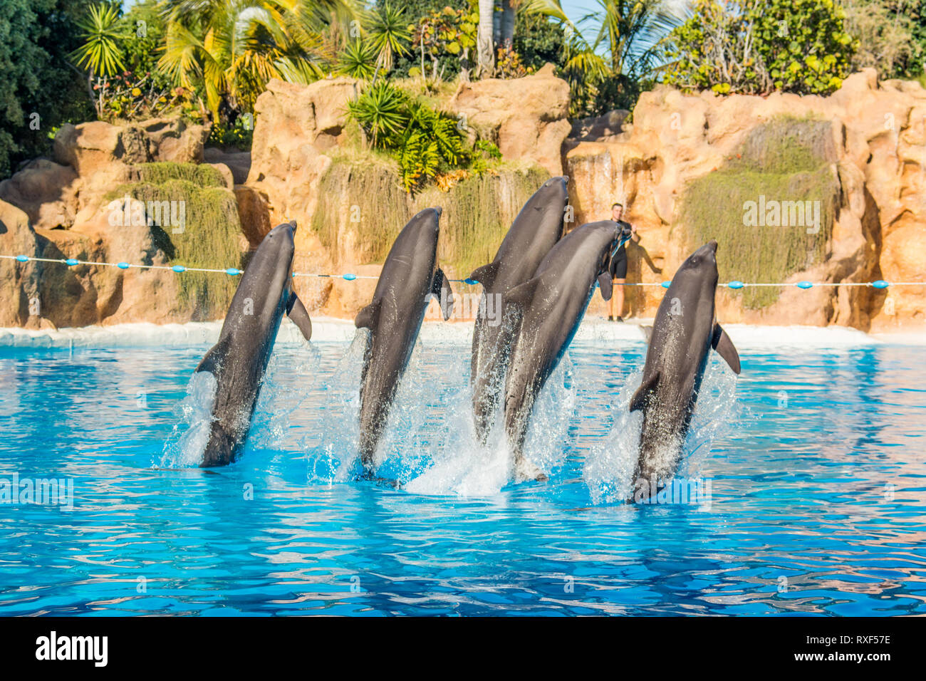 Spectaculary Dolphins jumping spectaculary high at aquarium show Stock Photo - Alamy