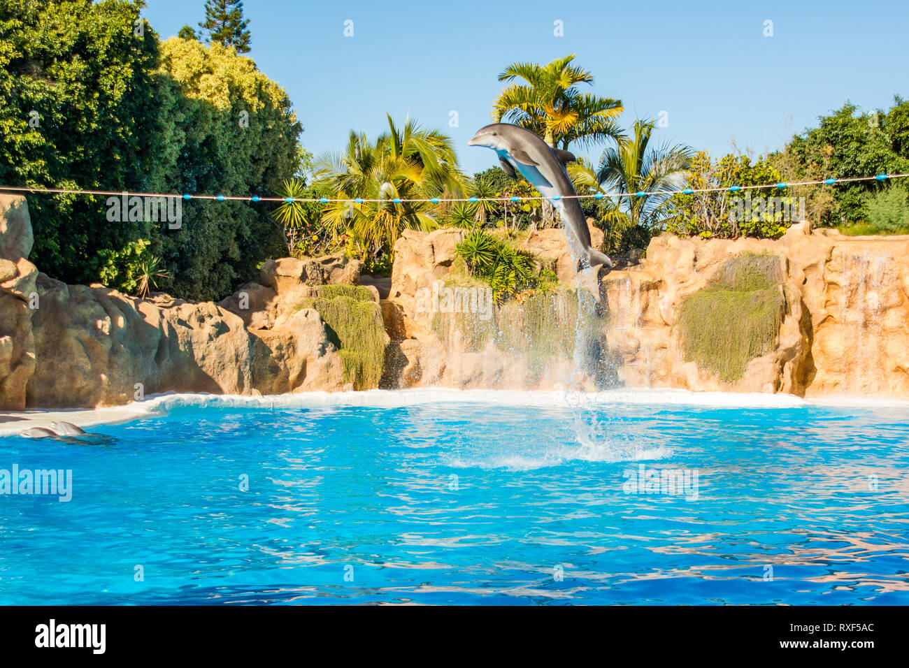 Spectaculary Dolphins jumping spectaculary high at aquarium show Stock Photo - Alamy