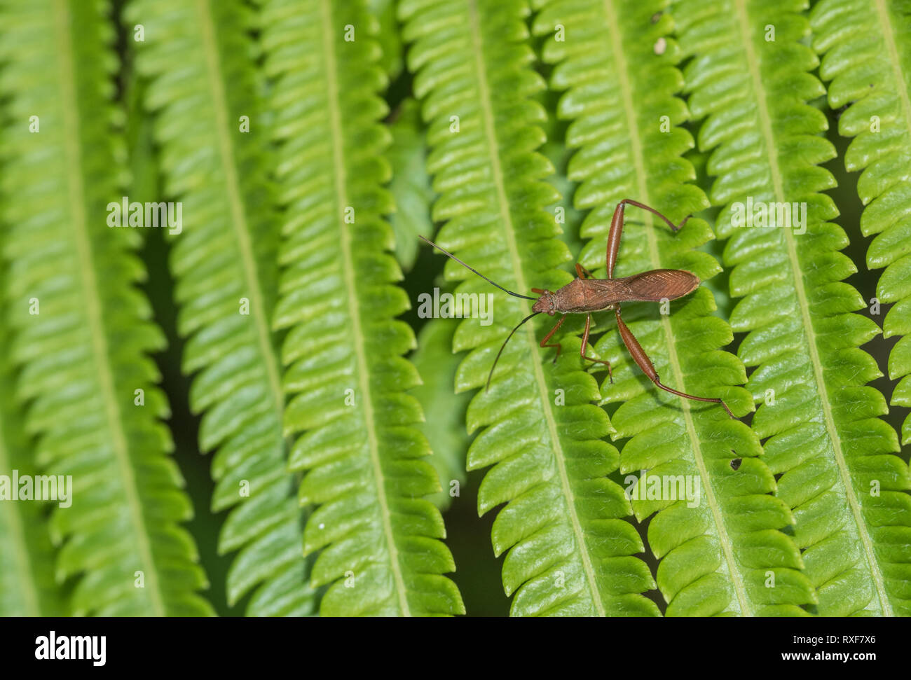 A Western Papua bug with swollen tibia Stock Photo