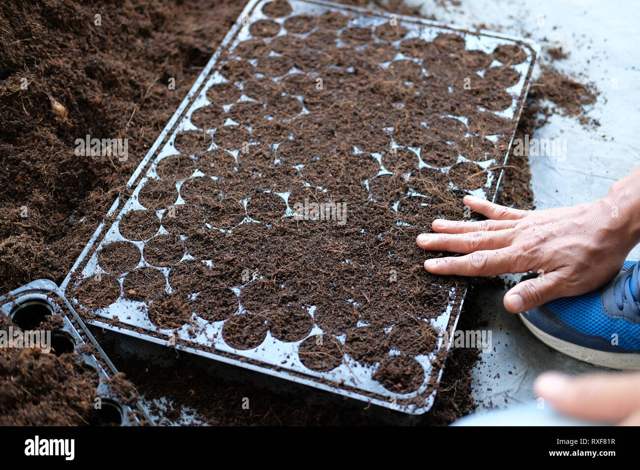 plastic seedling starter tray for growing plant, gardening