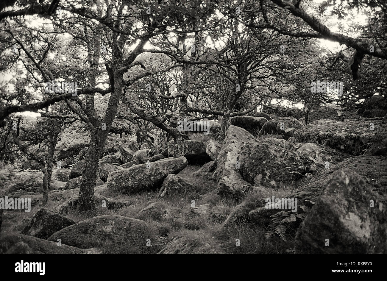 Wistman's Wood: ancient oak woodland, reputedly haunted, Dartmoor, Devon, UK.  Black and white film photograph Stock Photo