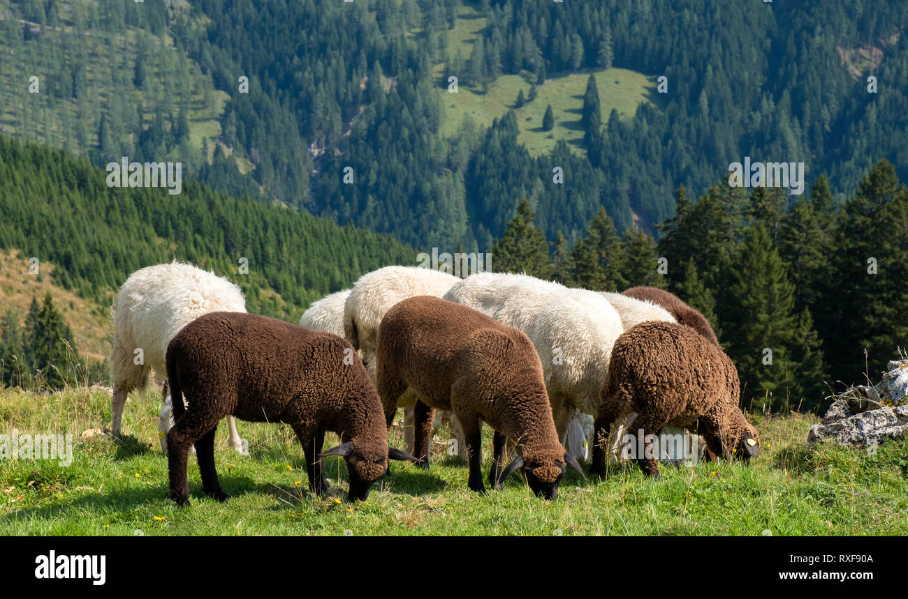 Sheep grazing in the Austrian Alps near Bachlalm. Austria, Europe Stock