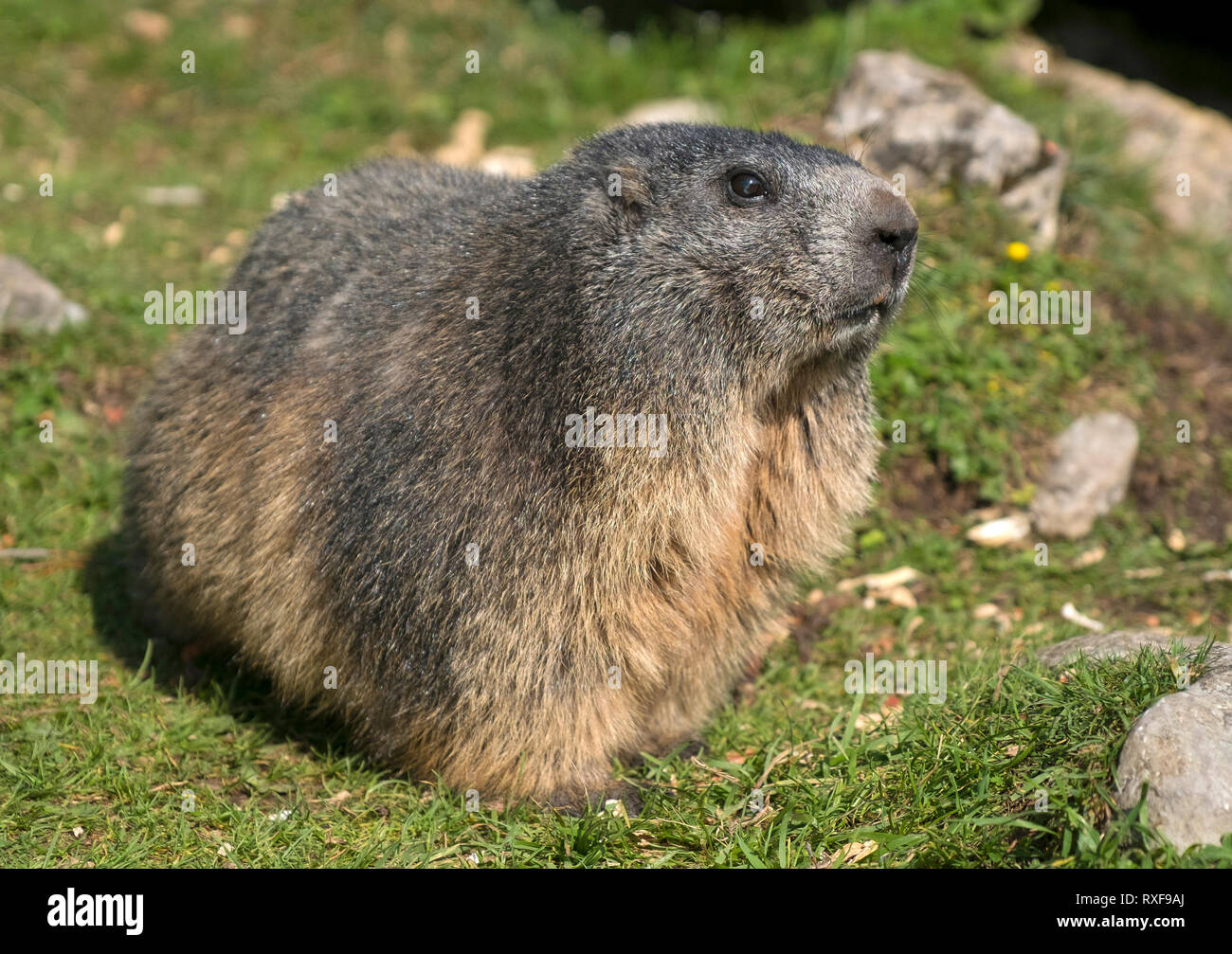Alpine marmot (Marmota marmota) in the Austrian Alps, Europe Stock Photo -  Alamy