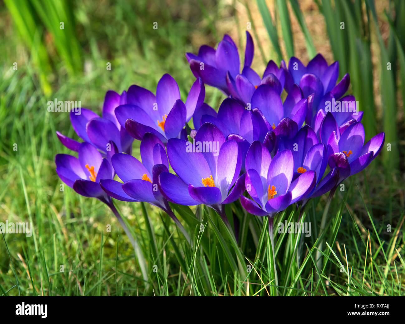 Purple crocuses in the spring sunshine Stock Photo - Alamy