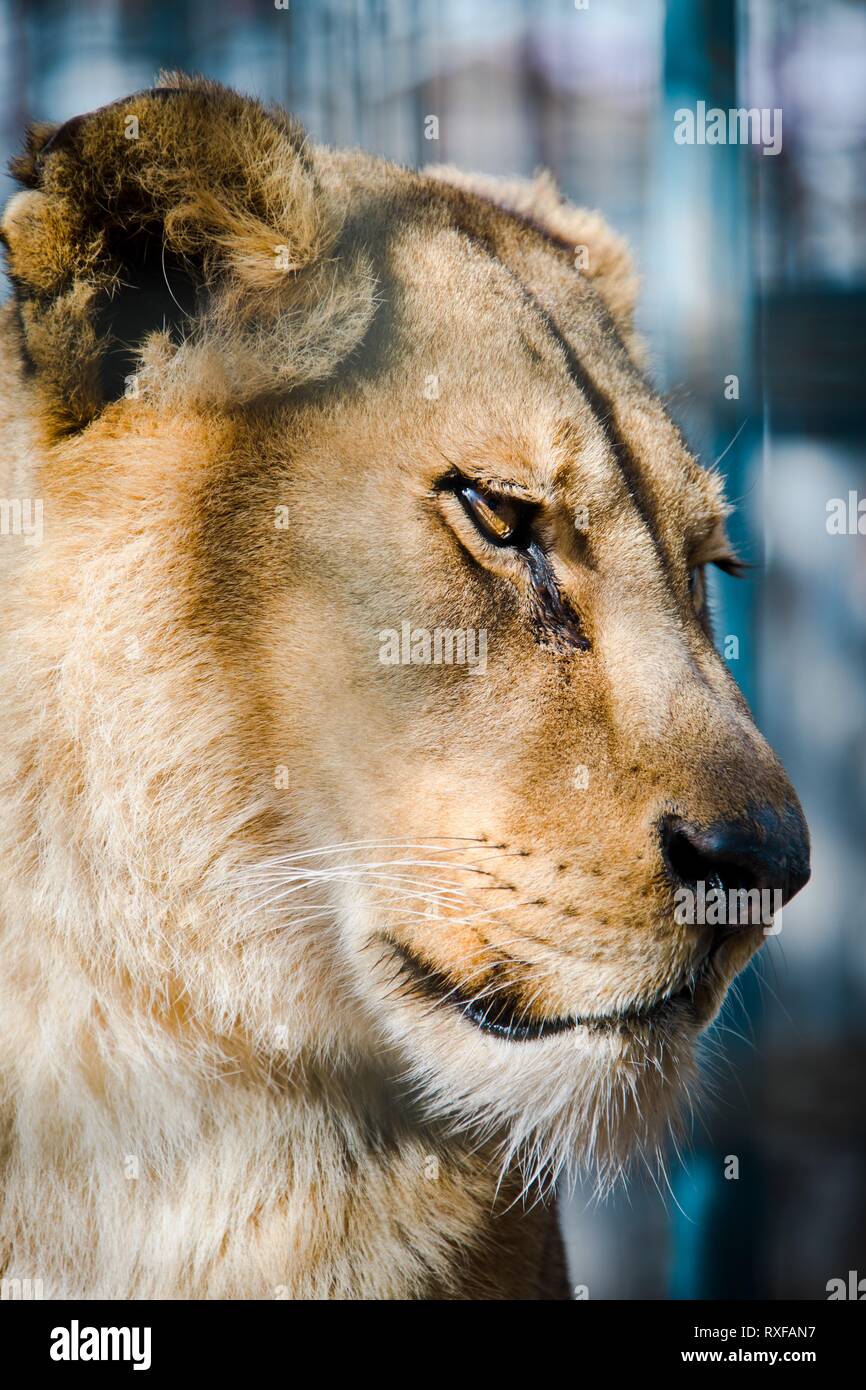 Old sad looking lioness face - side view - animals in prison. Stock Photo