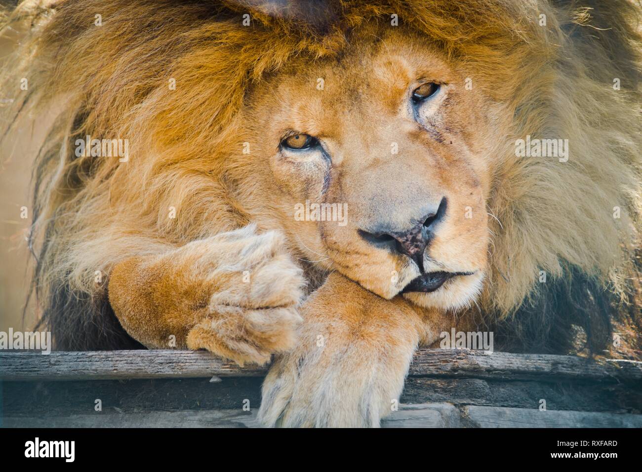 Old sad lion sitting in 'prison'. Eye contact with camera. Animals deserve freedom. Stock Photo