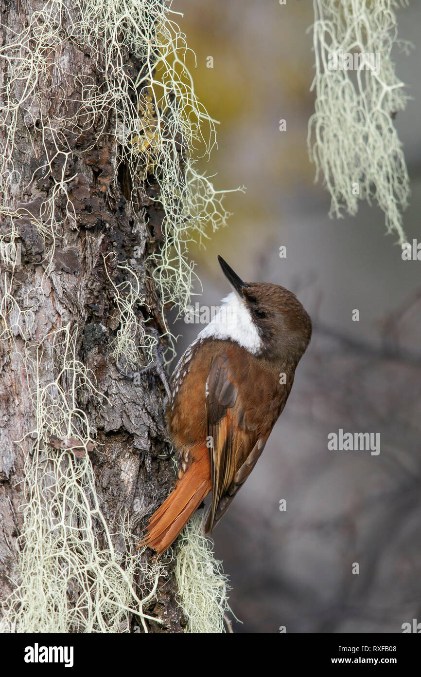 White-throated Treerunner (Pygarrhichas albogularis) perched on a branch in Chile. Stock Photo