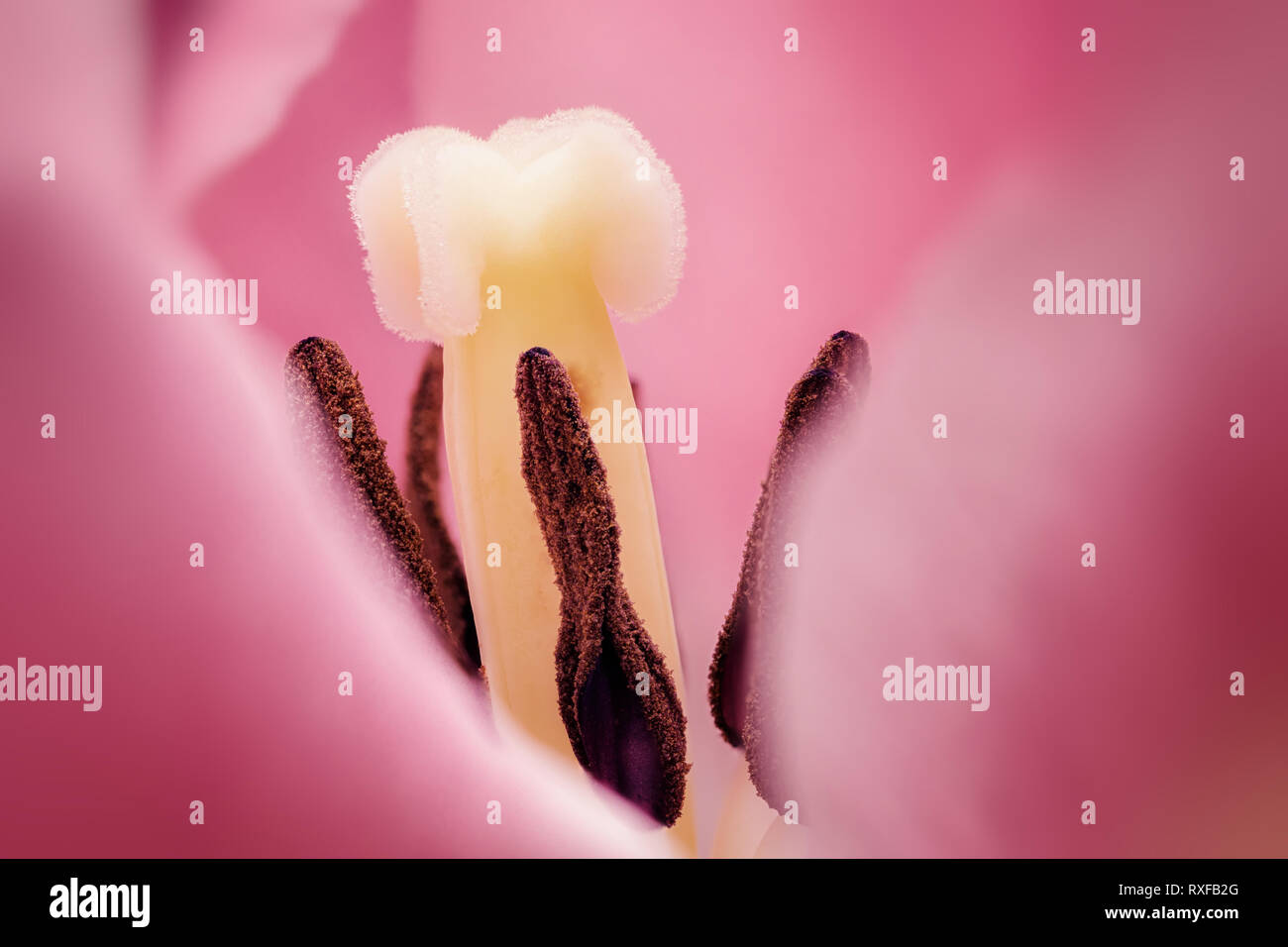Tulpenstempel als Makro Nahaufnahme sehr detailreich Stock Photo