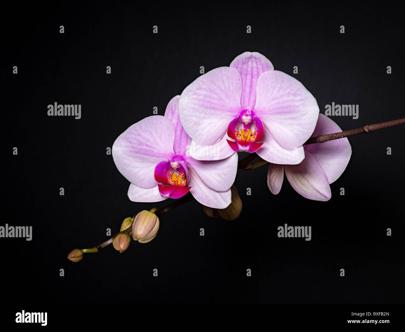 Orchidee Studioaufnahme schwarzer Hintergrund Stock Photo