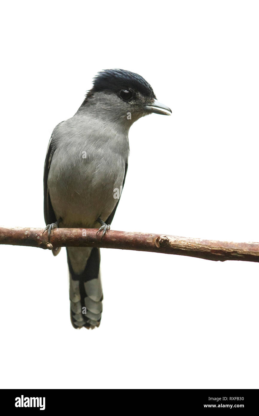 White-winged Becard (Pachyramphus polychopterus) perched on a branch in the Andes mountains in Colombia. Stock Photo