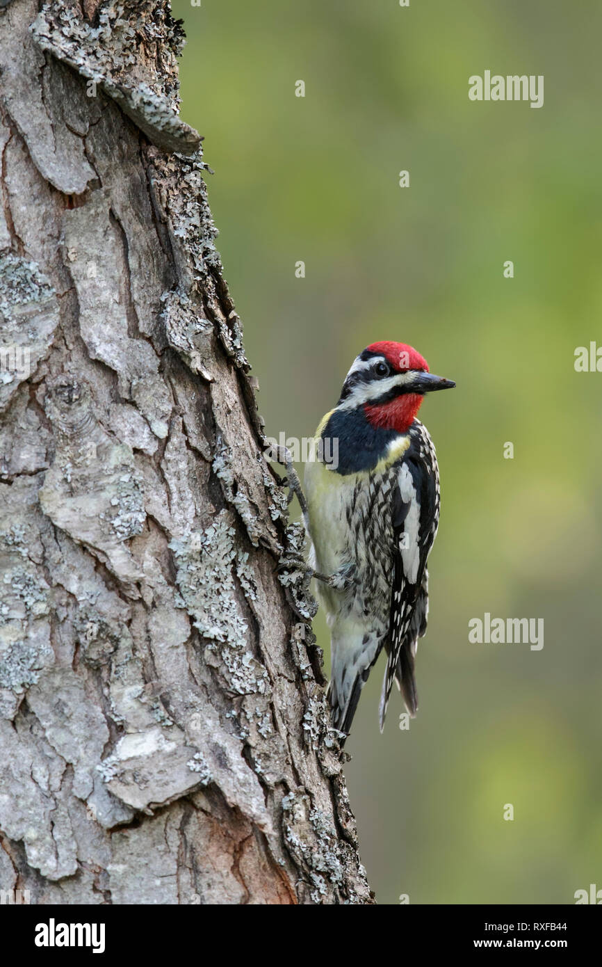 Yellow bellied sapsucker hi-res stock photography and images - Alamy