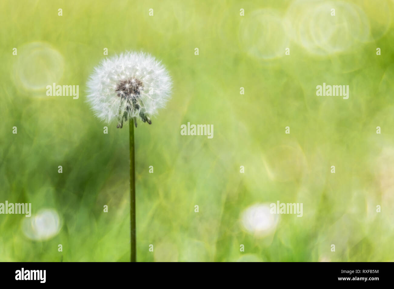 Pusteblume, verblühter Löwenzahn Stock Photo