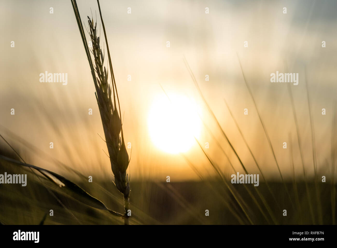 Korn in abendlicher Sonne bei Sonnenuntergang Stock Photo