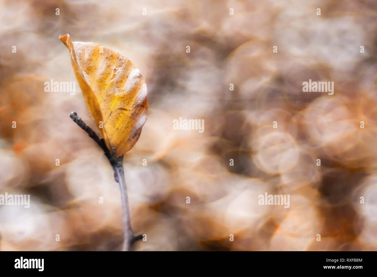 Einzelnes Laub, Blatt an einem Zweig im Sonnenlicht, strukturiertes Altglas Bokeh Stock Photo