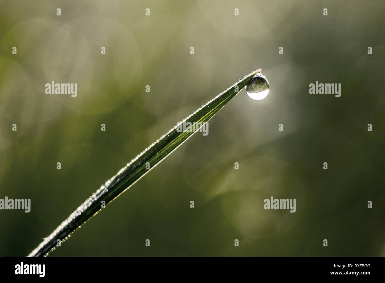 Grashalm mit Wassertropfen mit weichem Hintergrund Stock Photo
