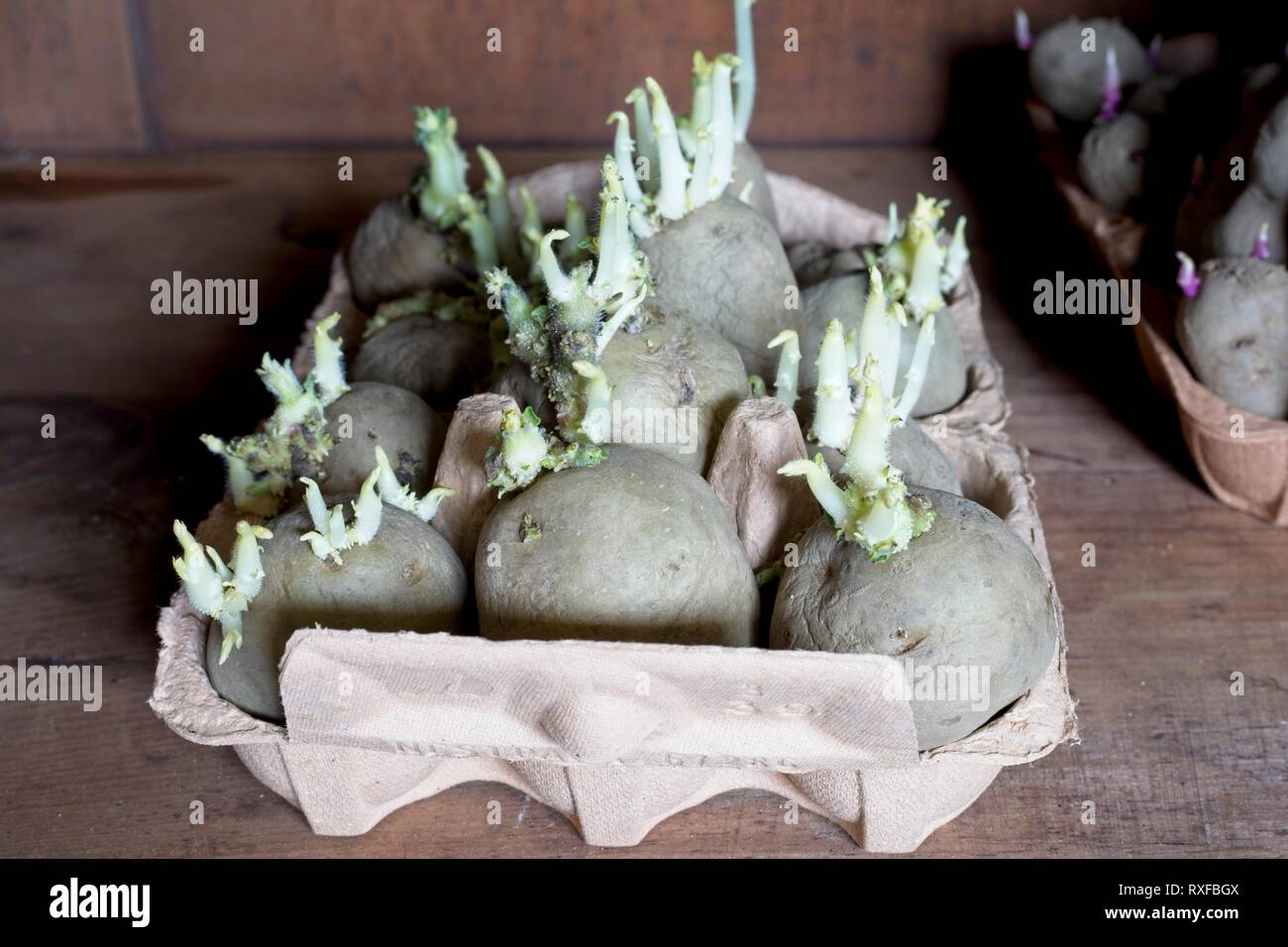 Chitting seed potatoes in an old egg box Stock Photo