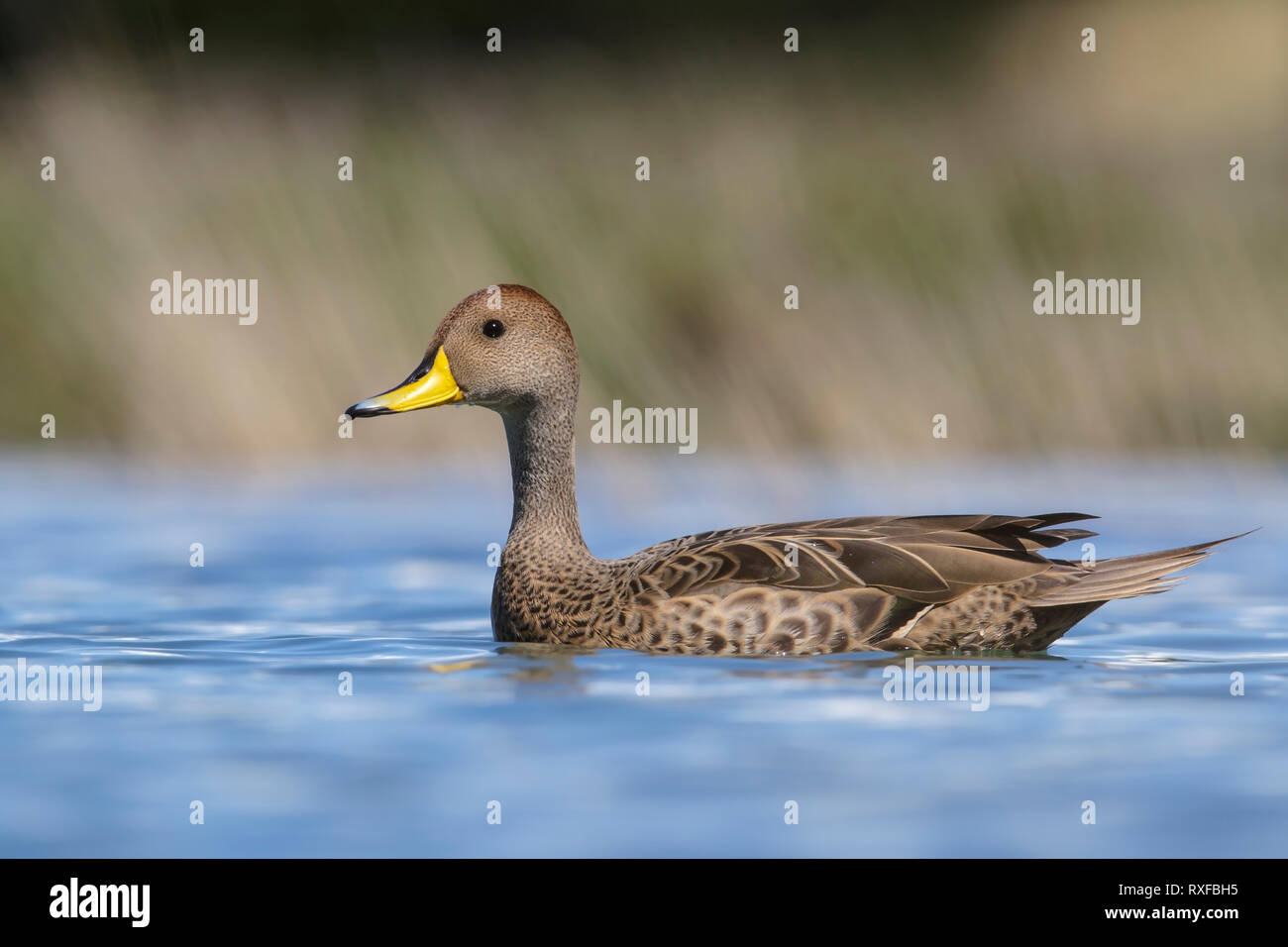 Yellow-billed Pintail (Anas georgica) swimming in a small lake in Chile Stock Photo